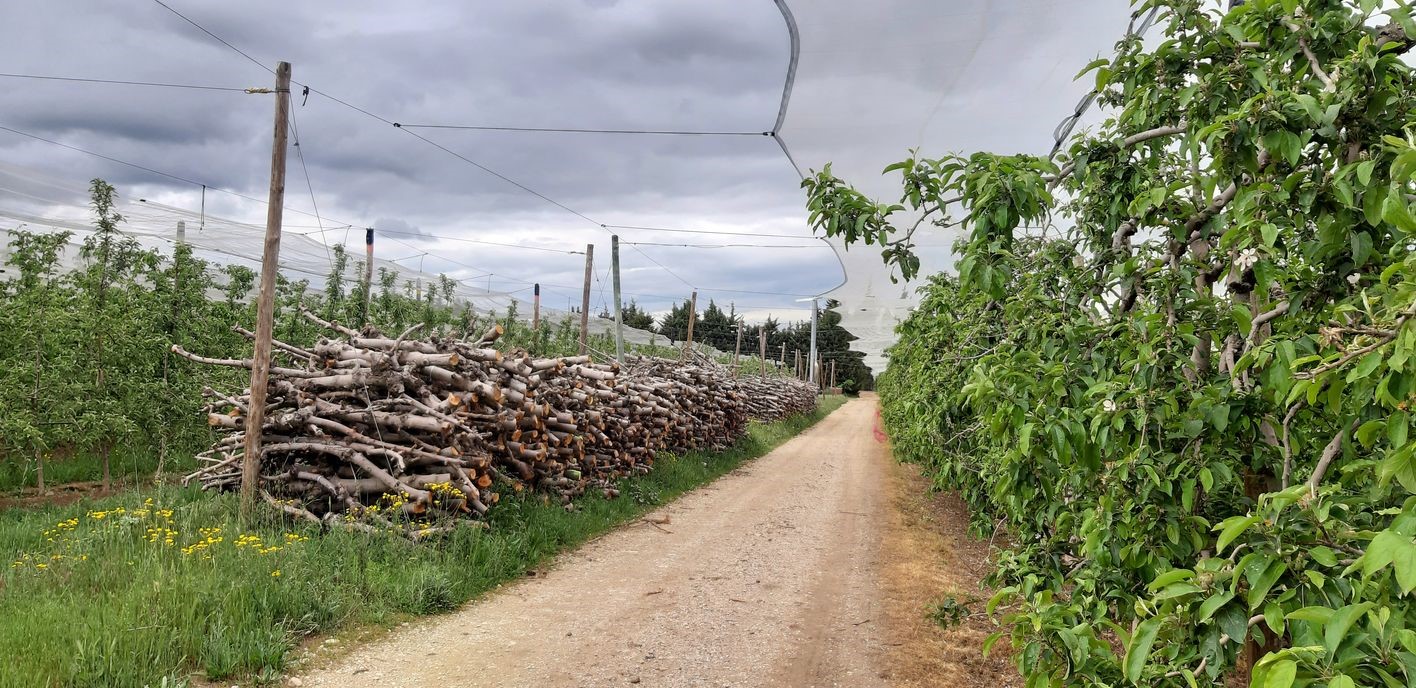 Valorisation des biomasses résiduelles en Provence-Alpes-Côte d&rsquo;Azur