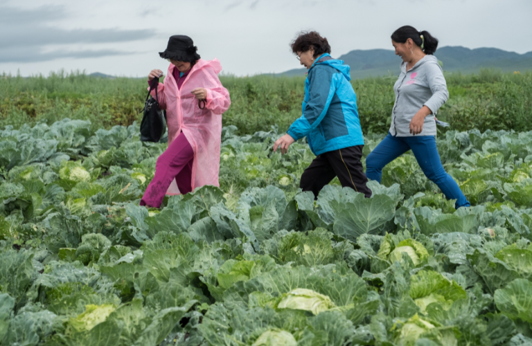 Emancipation des femmes mongolie maraichage agriculture Emancipation des femmes mongolie maraichage agriculture
